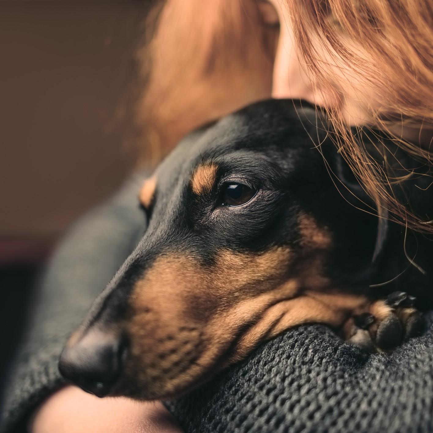 Домашний доктор - как собаки могут лечить своих хозяев | pSdog | Дзен